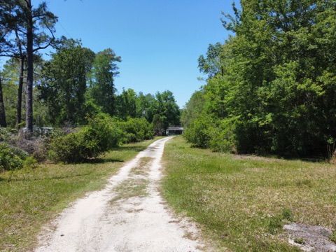 Sand lane through pines in rural Middleburg